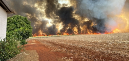 Os incêndios não foram provocados pelo setor bioenergético. Usinas e produtores são vítimas