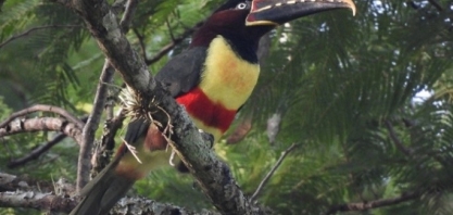Monitoramento de fauna é realizado pela Delta Sucroenergia