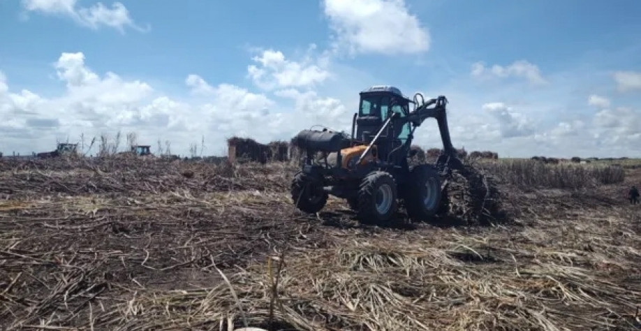 Alagoas deve produzir até 21 milhões de toneladas de cana na safra 24/25, de acordo com estimativas do Sindaçúcar-AL. - Foto: Reprodução