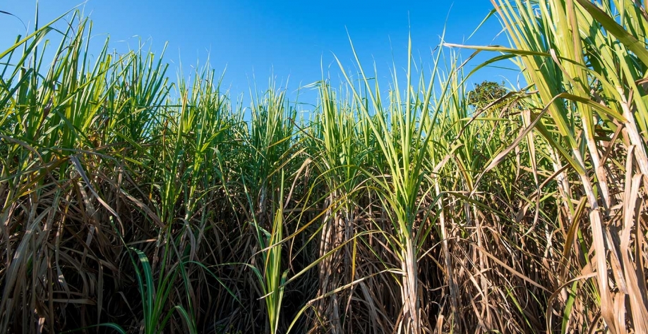 Evento é destinado a fornecedores de cana e empresários do setor sucroenergético de Alagoas - Foto: Assessoria
