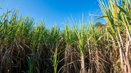 Asplana promove palestra técnica sobre revitalização de solo