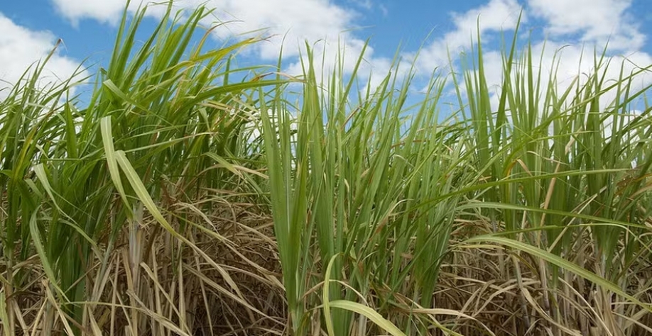 Atenção ainda recai sobre as condições climáticas para a cana, com a volta das altas temperaturas e do clima seco — Foto: Wenderson Araujo/CNA