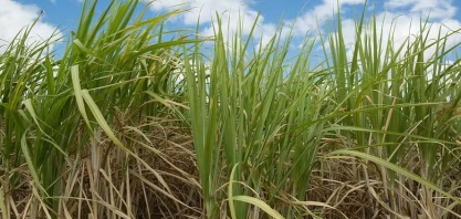 Preços do etanol e do açúcar sofreram queda na semana passada, informa Cepea