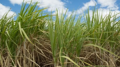 Preços do etanol e do açúcar sofreram queda na semana passada, informa Cepea