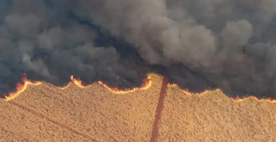 Imagem de uma plantação de cana atingida por incêndios em Dumont (SP). — Foto: Reuters