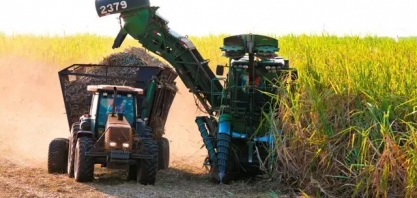 Clima impacta ritmo e colheita da cana cai 11% na primeira quinzena de julho