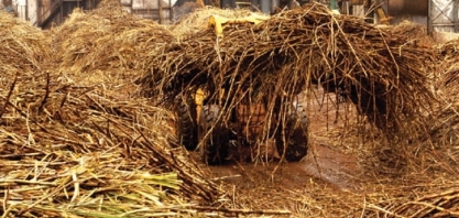 Rotas tecnológicas ampliam horizonte de uso da biomassa