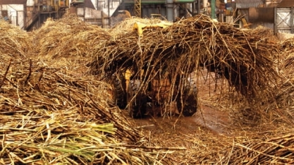 Rotas tecnológicas ampliam horizonte de uso da biomassa