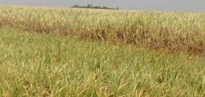 Clima: Inmet alerta para onda de calor no centro-oeste e tempestade no Sul