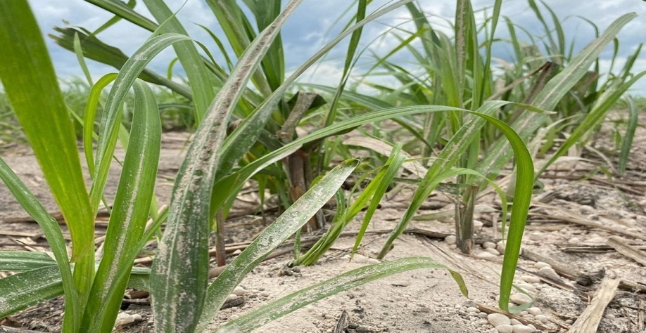 Tecnologia de calcário agrícola da Grecal traz em sua composição a força de vários macros e micronutrientes. Foto: Divulgação Grecal