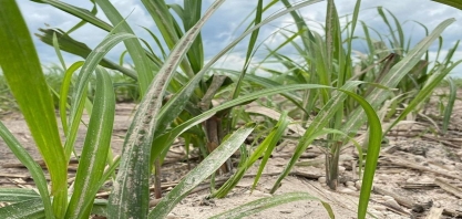 Calcário agrícola proveniente da escória da fabricação de cimento eleva produtividade dos canaviais