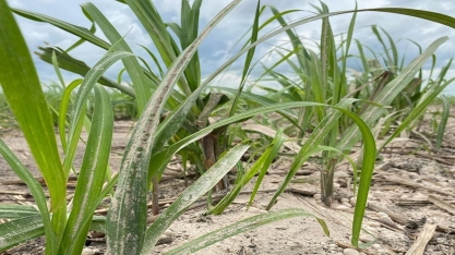 Calcário agrícola proveniente da escória da fabricação de cimento eleva produtividade dos canaviais