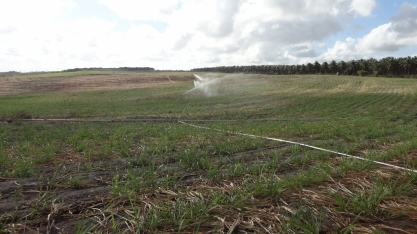 Irrigação tecnificada na Pedra Agroindustrial eleva produtividade e longevidade dos canaviais