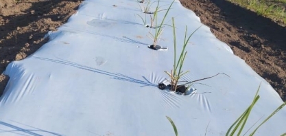 2ª Estação do CanaShow Alagoas terá Meiosi com MPB plantada em Mulch