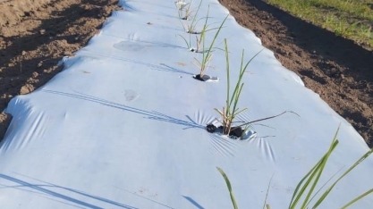 2ª Estação do CanaShow Alagoas terá Meiosi com MPB plantada em Mulch