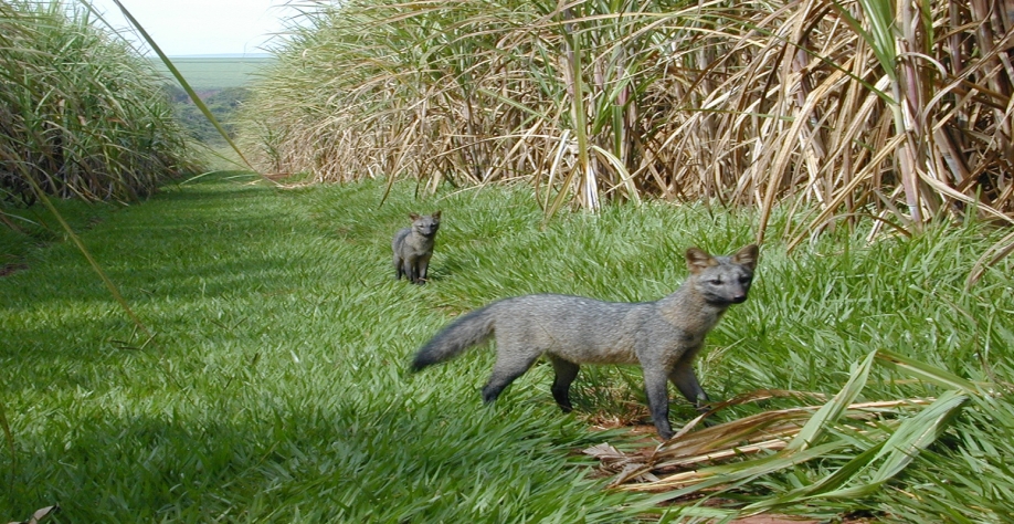 Crédito foto: Leontino Balbo Filho