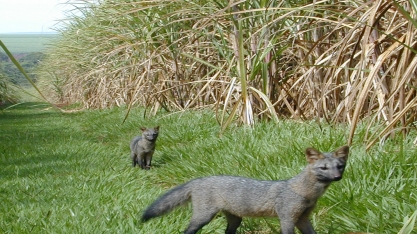 Ações agroambientais, como o fim da queima, promovem vida nos canaviais