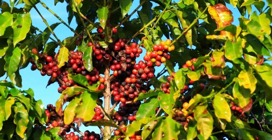 Mercado está atento ao fim da colheita de café da safra 2024/25 no Brasil — Foto: AEN/Arquivo