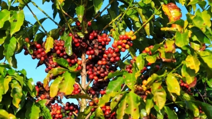 Café e cacau abrem o dia com fortes altas em Nova York