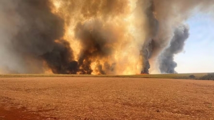 Perdas com queimadas em canaviais de SP já alcançam R$ 500 milhões