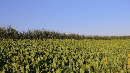 Rotação de culturas em cana é o tema do 3º evento do CanaMS 2024