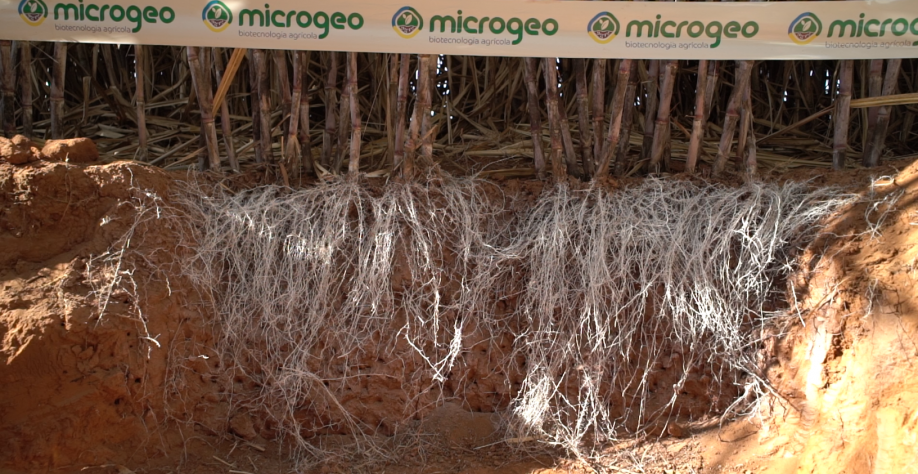 Enraizamento da cana em área que recebe a Biotecnologia Microgeo®. Crédito foto: Renato Delarco