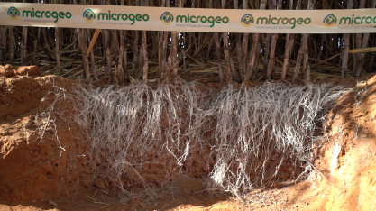 Revolução dos microrganismos na agricultura regenerativa preserva o maior patrimônio do agricultor, o solo