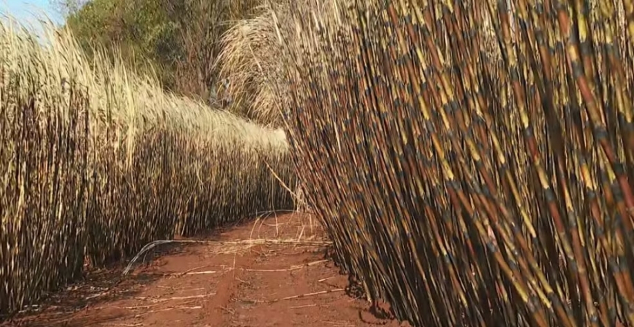 Lavoura do Instituto Agronômico (IAC), em Ribeirão Preto (SP) — Foto: Tiago Aureliano/EPTV