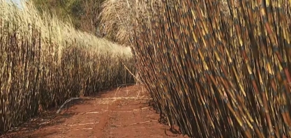Incêndios em SP afetam centros de pesquisa agropecuária; IAC perdeu 70% de lavoura em Ribeirão Preto