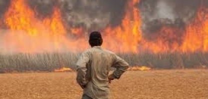 Produtores de cana estimam prejuízo de R$ 350 milhões por queimadas em SP