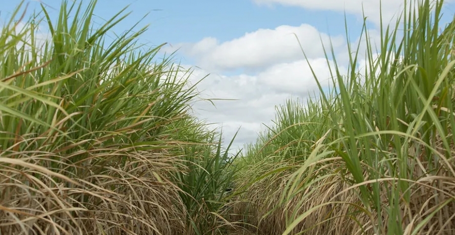 CTC aumentou sua participação no plantio de cana desta safra — de toda a área de cana cultivada no Brasil, 24% foram com variedades da companhia — Foto: Wenderson Araujo/CNA