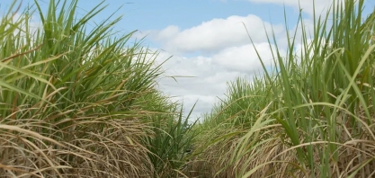 Novas cultivares de cana fazem lucro do CTC subir no trimestre