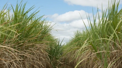 Novas cultivares de cana fazem lucro do CTC subir no trimestre