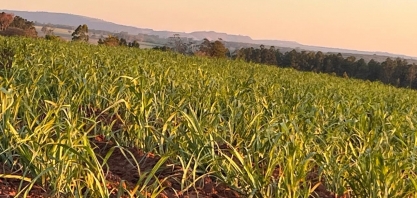 Alagoas vai remunerar proprietários de RPPNs e agricultores familiares