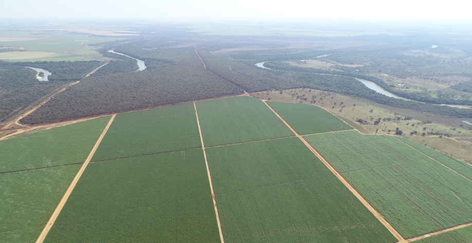 Irrigação possui um papel fisiológico de evitar que a cultura passe por estresse oxidativo que possa ocasionar quedas de produtividade agrícola. Foto: Divulgação Netafim