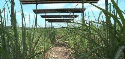 Alunos e professores da Ufal criam projeto para produzir energia solar com cana-de-açúcar