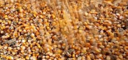 Safra brasileira de milho 24/25 deve crescer, etanol limita exportação, diz adido do USDA