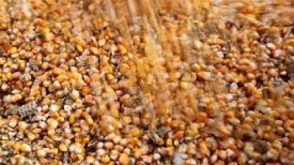 Safra brasileira de milho 24/25 deve crescer, etanol limita exportação, diz adido do USDA