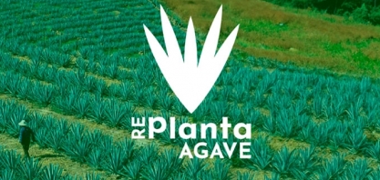 Edital vai selecionar empresa para capacitar produtores de agave do semiárido baiano, com foco na produção de etanol