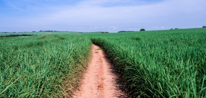  Nuseed apresenta inovações em cana-de-açúcar voltadas a ambientes restritivos em evento em Ribeirão Preto