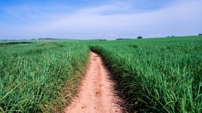  Nuseed apresenta inovações em cana-de-açúcar voltadas a ambientes restritivos em evento em Ribeirão Preto
