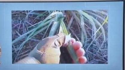 Geada cobre plantação de cana, em Porteirão