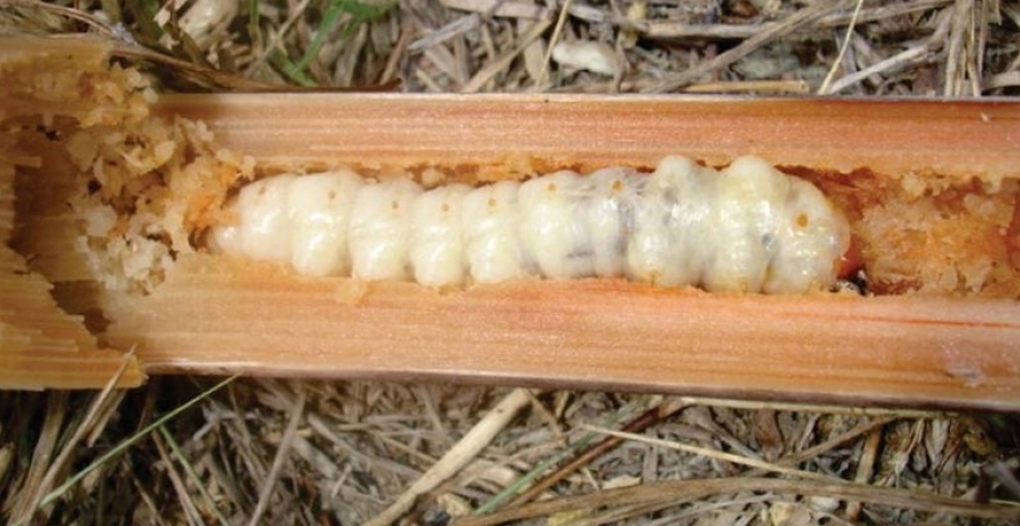 Broca-gigante devora os canaviais