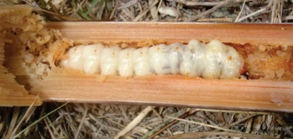 Cortador de soqueira no controle de broca-gigante será um dos destaques do 1º CanaShow Alagoas