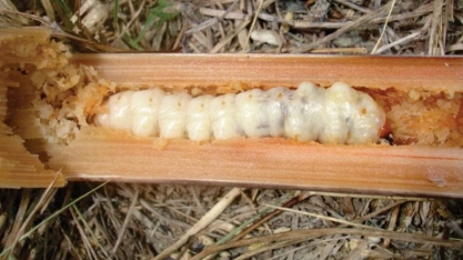 Cortador de soqueira no controle de broca-gigante será um dos destaques do 1º CanaShow Alagoas