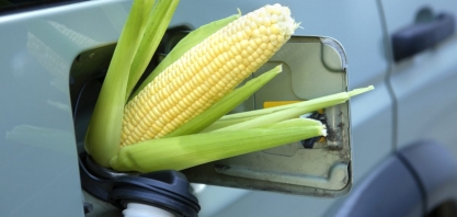 Margem bruta de processamento das usinas de etanol de milho na safra 2024/25 em MT sobe 12,77%