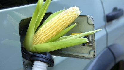 Margem bruta de processamento das usinas de etanol de milho na safra 2024/25 em MT sobe 12,77%