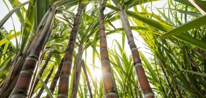 Safra da cana-de-açúcar vai começar em Alagoas