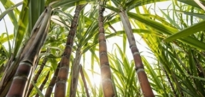 Cana/Orplana: incêndios em São Paulo devem afetar preços do açúcar e do etanol