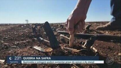 Queimadas e estiagem podem aumentar preço do açúcar e do etanol